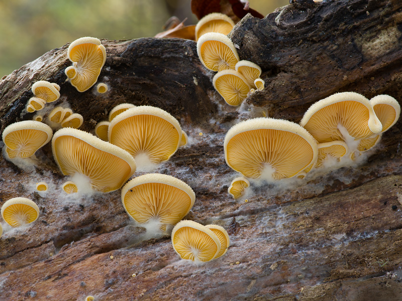 Phyllotopsis nidulans